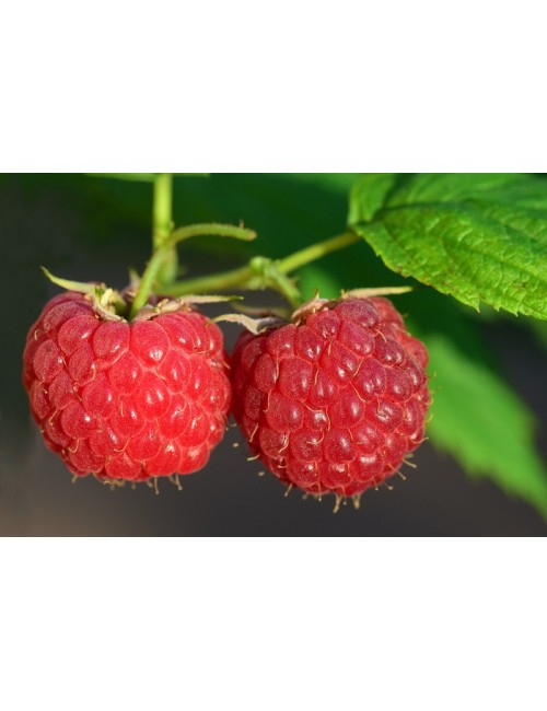 Frambuesa Roja