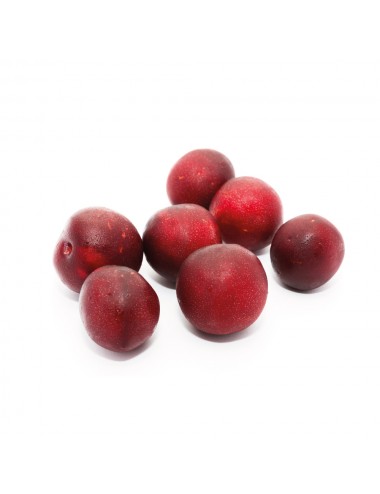 Ciruelo Burbank 2 años a Raíz