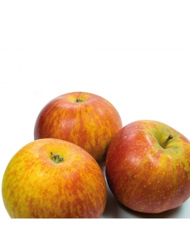 Manzano Naranja de Cox 2...