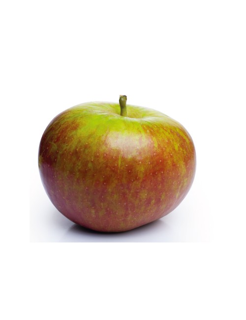 Manzano Tabardilla Real 2 años a Raíz