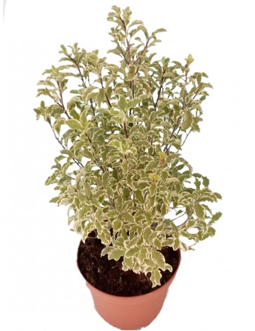 Pittosporum Variegata