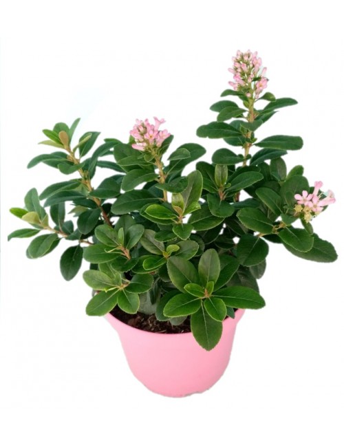 Escalonia Laevis Pink Elle