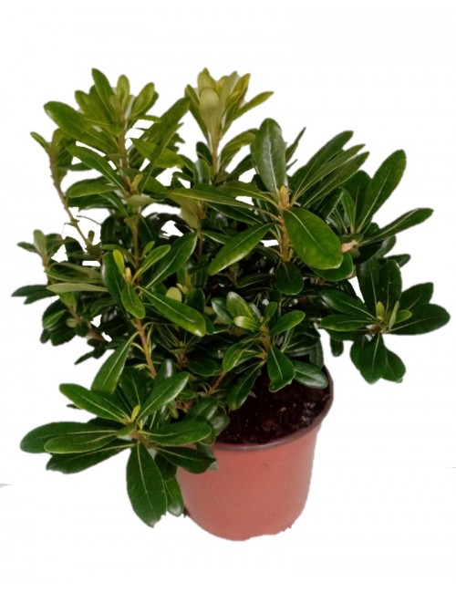 Pittosporum Tobira Nana