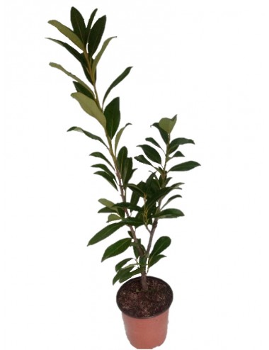 Prunus Lauroceasus Caucasica