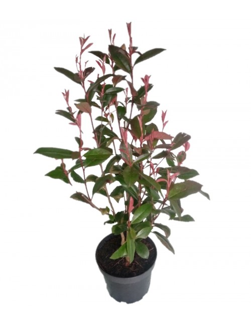 Photinia Red Robin