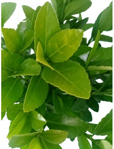 Euonymus Japonicus Verde
