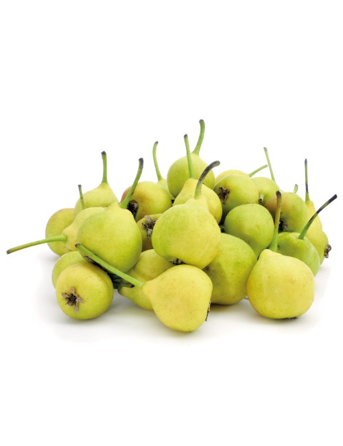 Peral Ceremeño 2 años