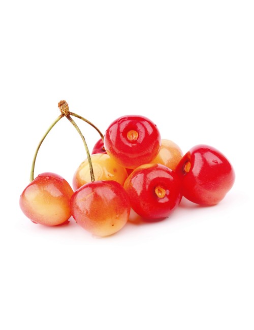 Cerezo Garrafal Napoleón 2 años a Raíz