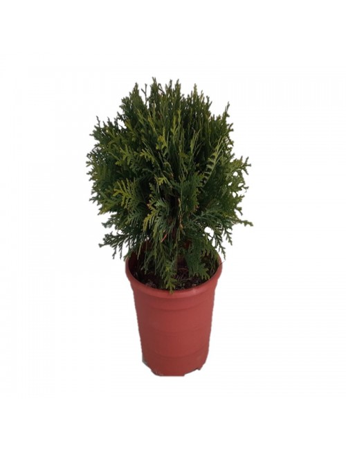 Thuja Dánica