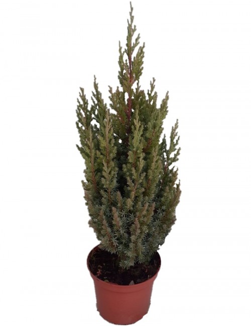 Juniperus Chinensis Stricta