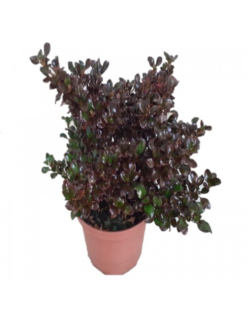 Coprosma variedades