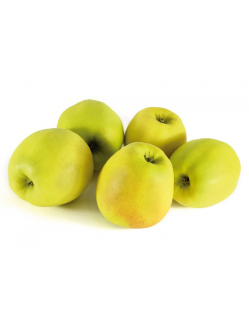 Manzano Pero mingán 2 años a Raíz