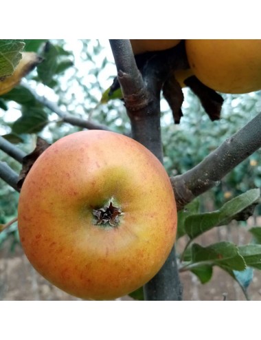 Manzano Reineta Rayada 2...