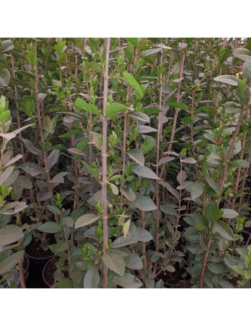 Ligustrum Japonicum seto