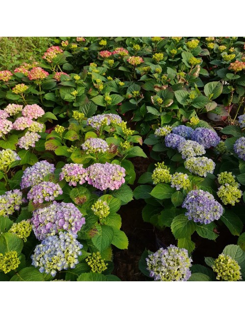 Hortensias Podadas