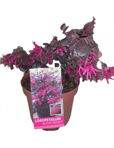 Loropetalum Rose in black