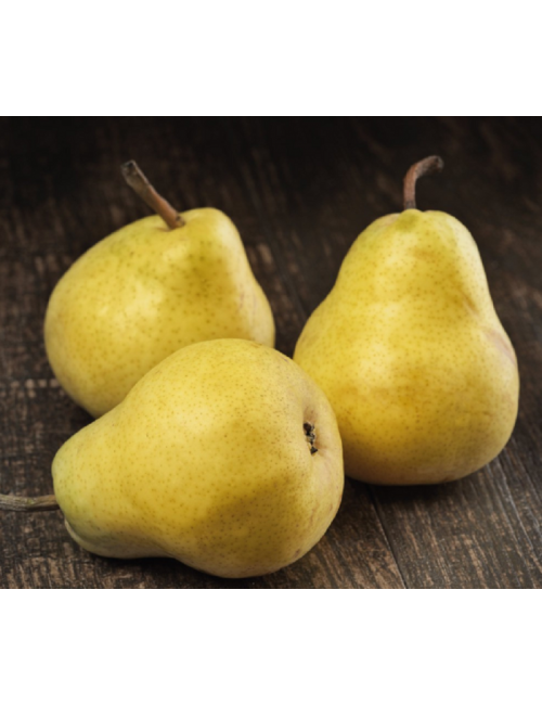 Peral de Roma 2 años