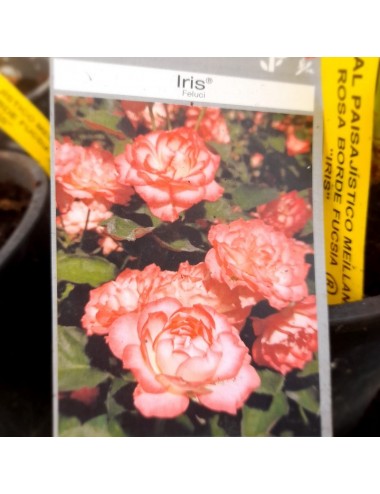 Rosal Iris Paisajístico