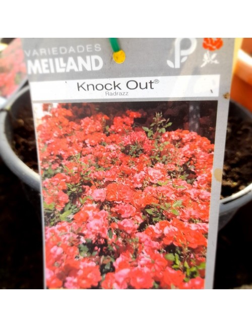 Rosal Knock Out Paisajístico