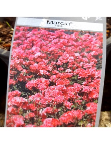 Rosal Marcia Paisajístico