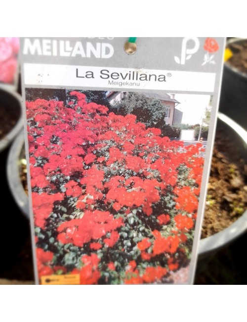 Rosal La Sevillana Paisajístico