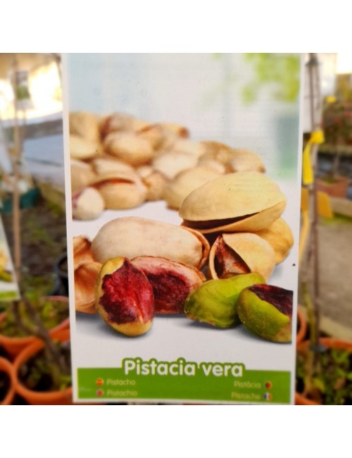 Pistacho Macho Chaparrillo