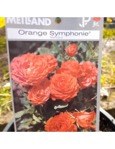 Rosal Orange Symphonie