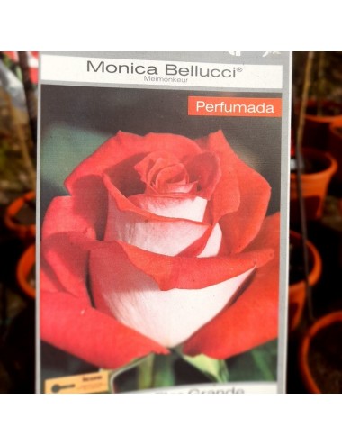 Rosal Monica Bellucci