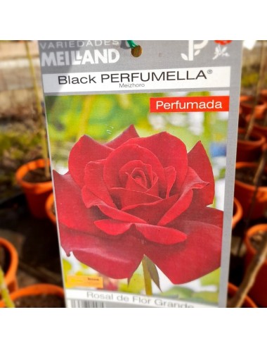 Rosal Black Perfumella