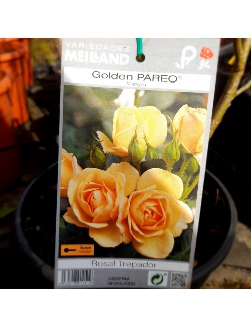 Rosal Golden Pareo