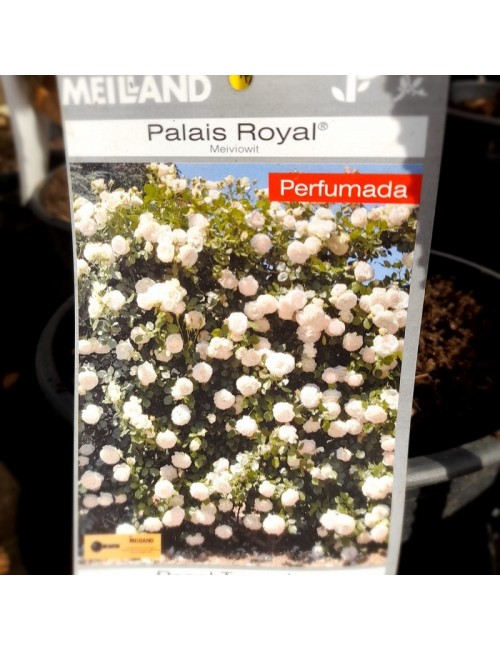 Rosal Palais Royal Trepador