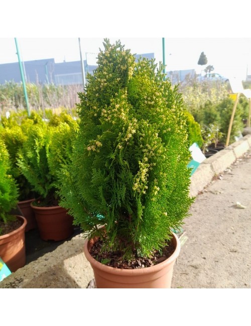 Thuja Aurea Nana 2'5 litros