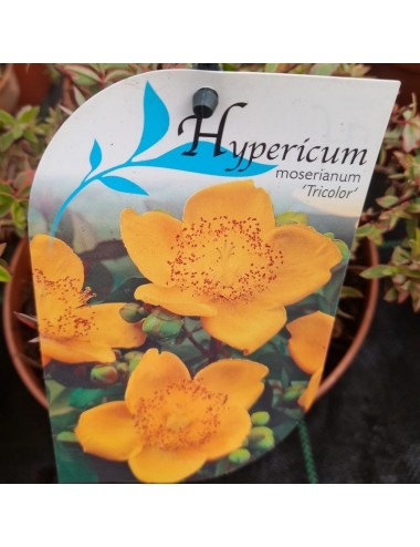 Hypericum Moserianum Tricolor