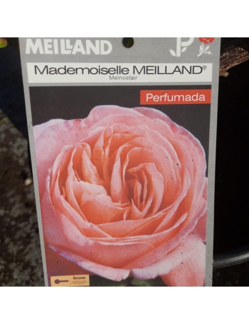 Rosal Mademoiselle Meilland Arbustivo