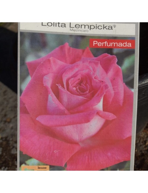 Rosal Lolita Lempicka Arbustivo