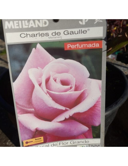 Rosal Charles De Gaulle Arbustivo