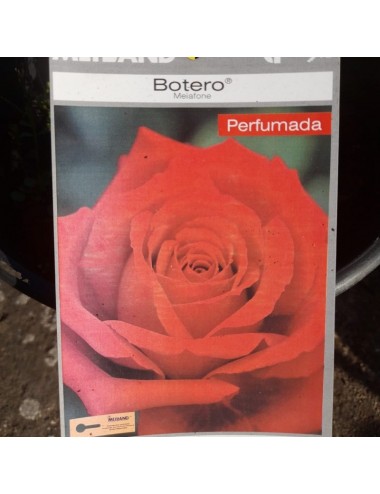 Rosal Botero Arbustivo