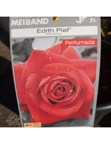 Rosal Edith Piaf Arbustivo