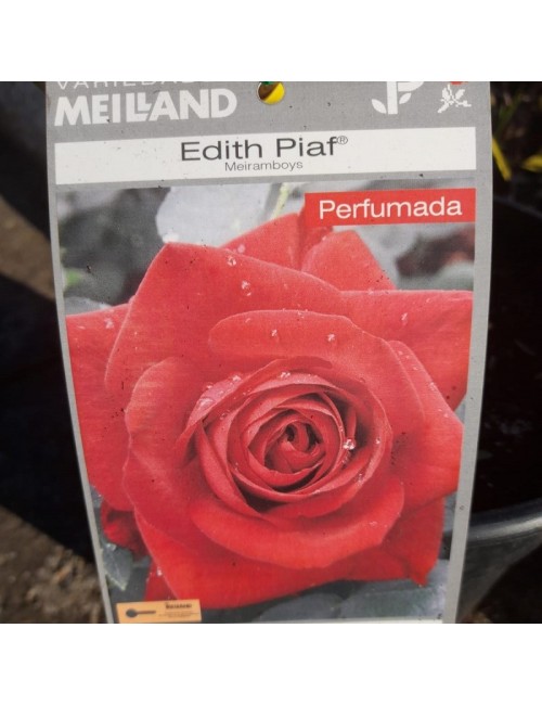 Rosal Edith Piaf Arbustivo