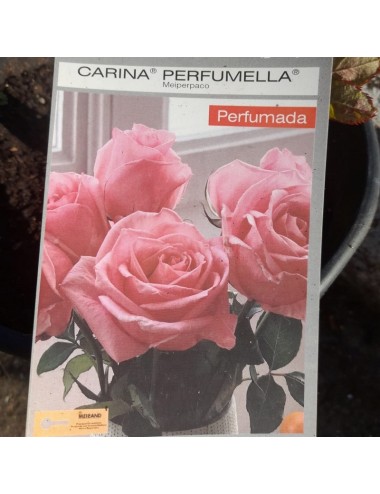 Rosal Carina Perfumella