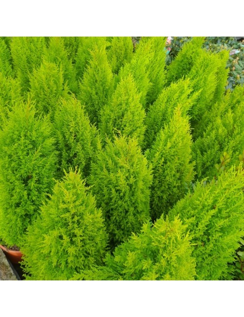 Ciprés de limón Wilma