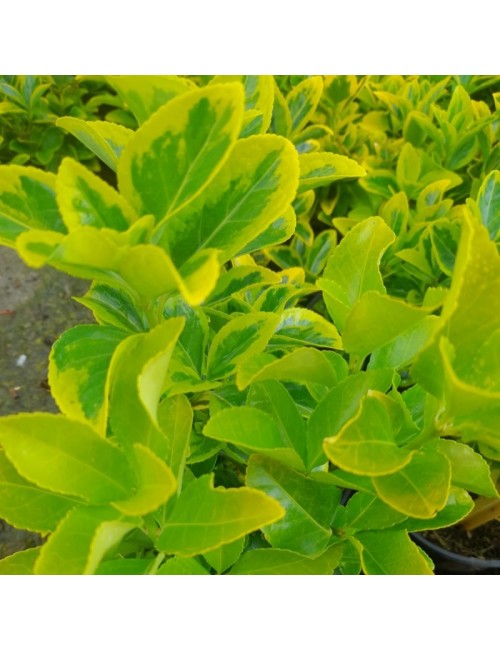 Euonymus Japonicus Aurea