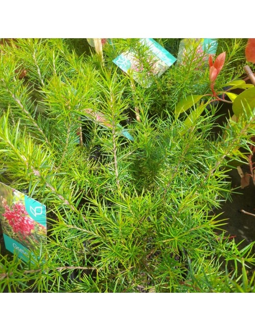 Grevillea Juniperiana