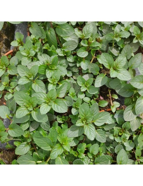 Menta Piperita