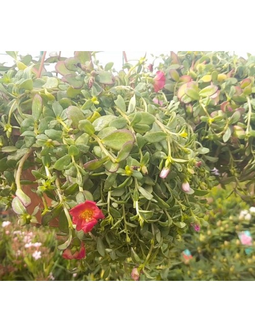 Portulaca