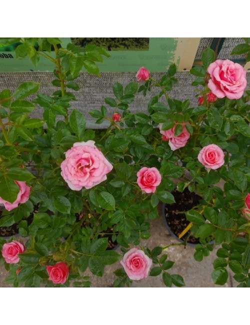 Rosal Pink Symphonie Copita