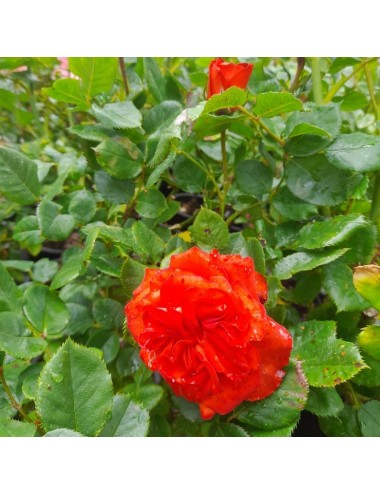 Rosal Orange Symphonie Copita