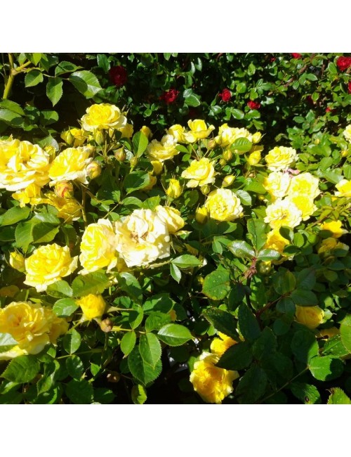 Rosal Gold Symphonie Copita