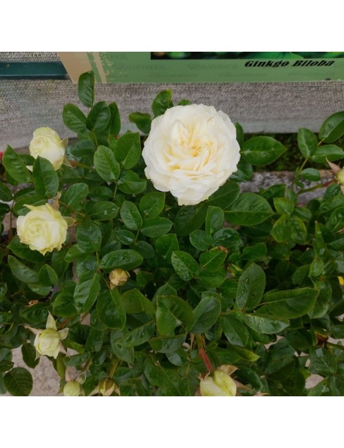 Rosal Snow Meillandia Copita