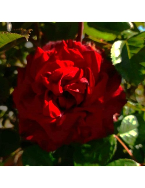 Rosal Alain Souchon de Copa